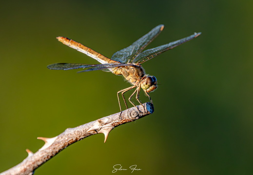 Macro